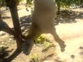 la muerte de un chivato la muerte de un chivato