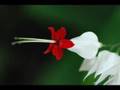 Sina Vodjani - Straight To The Heart