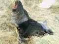 Seal attack at Otago Peninsula, New Zealand Seal attack at Otago Peninsula, New Zealand