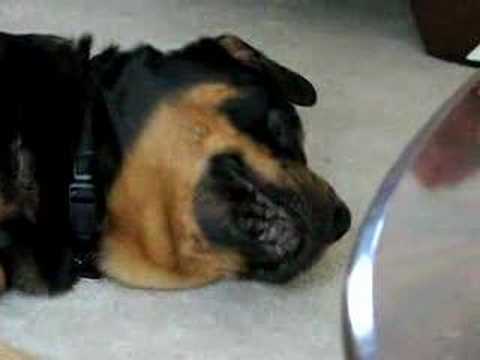 Puppies Youtube on Beagle Puppy Attacks Rottweiler    Wtfoodge