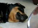 Rottweiler Attacked by Beagle Puppy