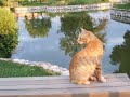 Fotoğraflardan su akınca