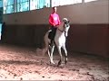 addestramento del cavallo parte terza