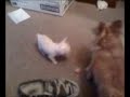coco and chiquis coco and chiquis