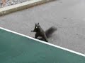 Squirrel Bait.mpg