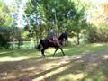 Jazz - gaited TWH gelding (backing)