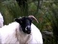 Sheep Times table Sheep Times table