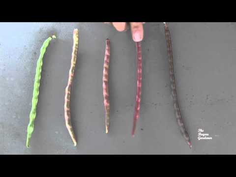 how to freeze purple hull peas