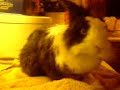 fluffee-all-wet.html