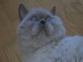 Tamino winter 2007
