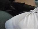 Dean's Kitty, Talon