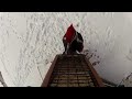 GoPro camera catches a unique view of a pileated woodpecker on my suet feeder near Dryden, NY. I can see how dinosaurs would have been scary.