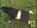 goats that faint?  don't ever tell these guys to drop dead.
see all national geographic videos: http://video.nationalgeographic.com/video/?source=4001