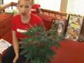 Michelle's One Plant Rant Constitutional Cannabis Vol.2