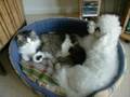 Entre chat et chien