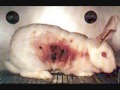 Wake Up People! Animals Are Dieing