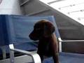 Lab Puppy Riding Ferry to Nantucket
