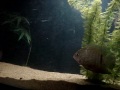 Cichla Tucunar� CMCAs cichla azul peacock bass