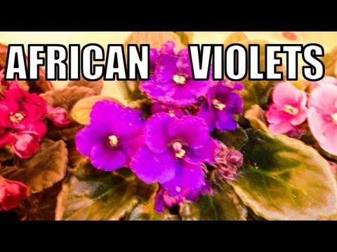 how to care violets