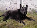 een herinnering aan mijn hond Simba een herinnering aan mijn hond Simba