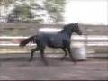 Desert Rose 2007 Oldenburg Filly
