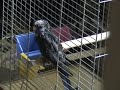 rozella kr�lewska niebieska
