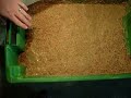 Half a Million Maggots! Half a Million Maggots!