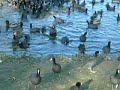 feathered piranhas