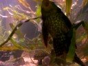 Mater the Algae Eater