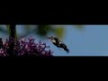 Kolibrievlinder 1200 fps Kolibrievlinder 1200 fps