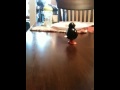 Penguin,Poo,Toy