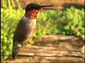 Hummingbirds