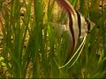 Altum Tank Altum Tank