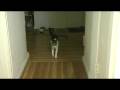 videos de Why it's hard to sleep in my apartment. (AKA The Big Cat Jump)