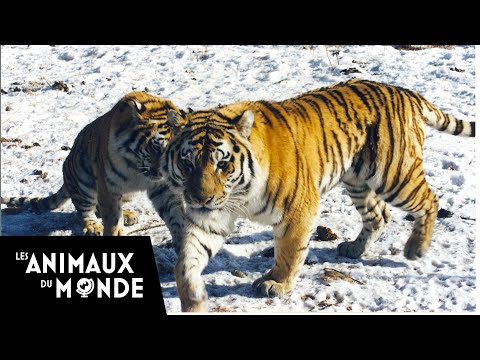 Tigre - Pour retrouver d'autres documentaires animaliers, abonnez Vous à