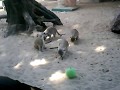 videos de zoobuenosaires 6 suricata o suricato