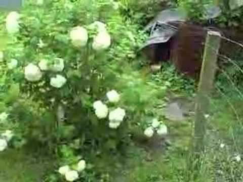 how to fertilize snowball bush
