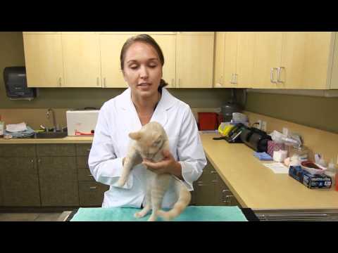 Is It Normal for Mother Cats to Leave Kittens Periodically? : Kittens & Cat Care