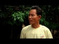Cambodian boy suckles milk from cow