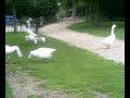 park