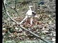 Parson Russell Terrier - Saut � 1.80m!