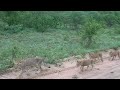 Mala-Mala Lions on the road Mala-Mala Lions on the road