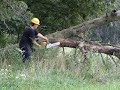 felling a tree for fire wood felling a tree for fire wood