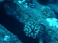 Humpback Whale Sounds