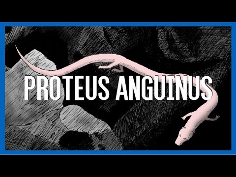 Immagine anteprima YouTube