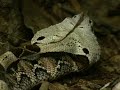 Gaboon Viper in close-up Gaboon Viper in close-up