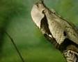 Gaboon Viper in close-up