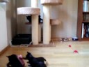 B babies playing