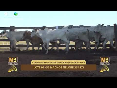 507� LEIL�O VIRTUAL MB LEIL�ES