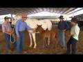AACC Equine Training